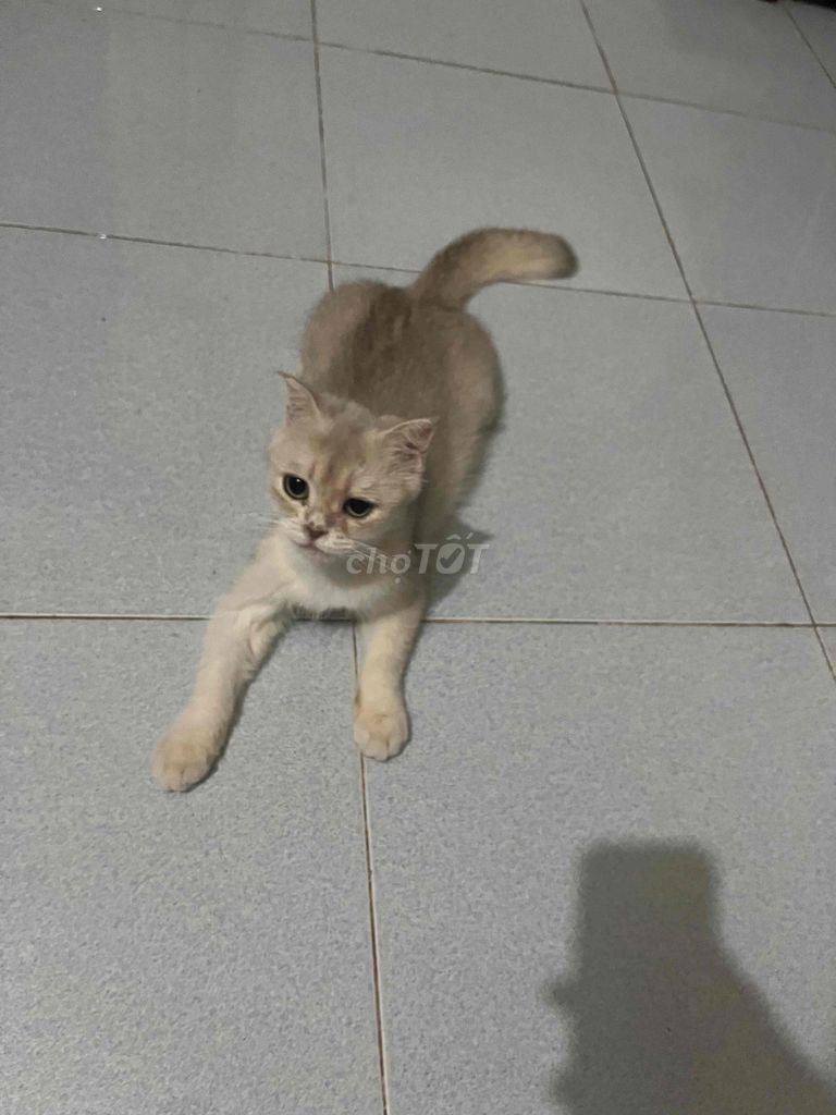 Mèo Golden ny11 1 năm. Mua bán Mèo tại Huyện Phú Giáo Bình Dương được đăng bởi bongbu hình 1