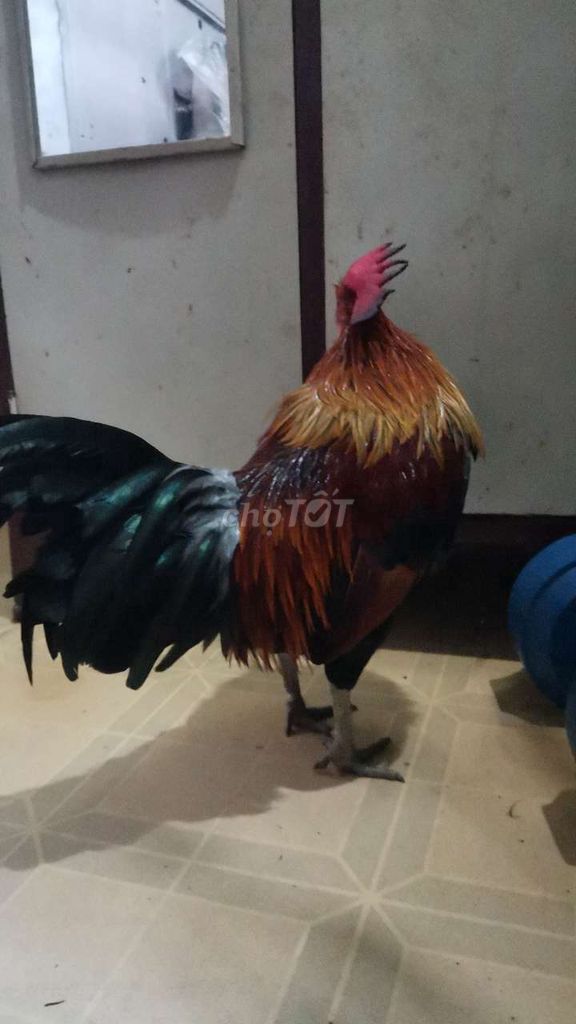 gà lai giáp 1kg360 zin. Mua bán Gà tại Quận Tân Phú Tp Hồ Chí Minh được đăng bởi Minh  hình 1