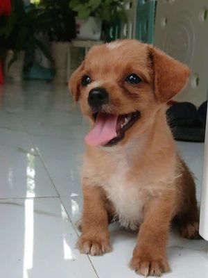 Chó Chihuahua lai Poodle 6 tuần tuổi