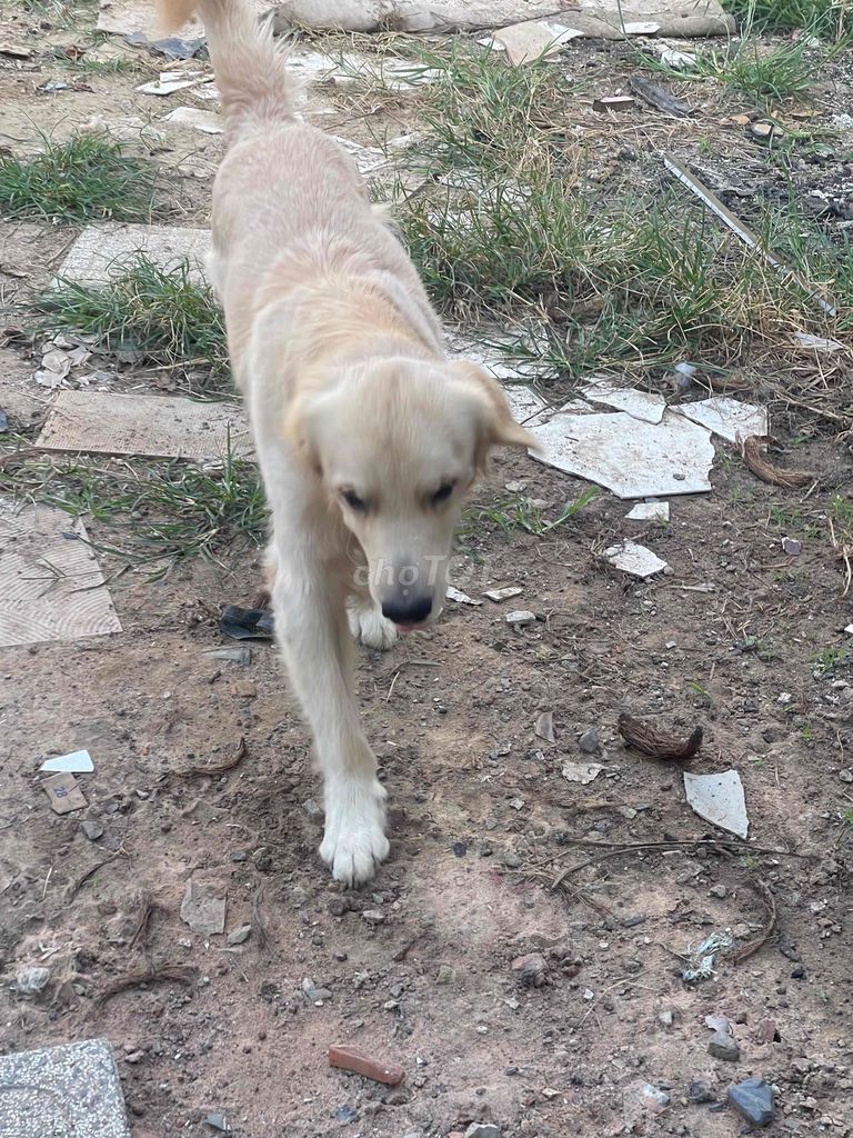Chó Golden Retriever đực 2 tuổi. Mua bán Chó tại Thành phố Đồng Xoài Bình Phước được đăng bởi anh nông dân chất phác hình 1
