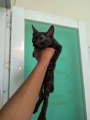 Mèo Anh Lông Ngắn 3 tháng tuổi