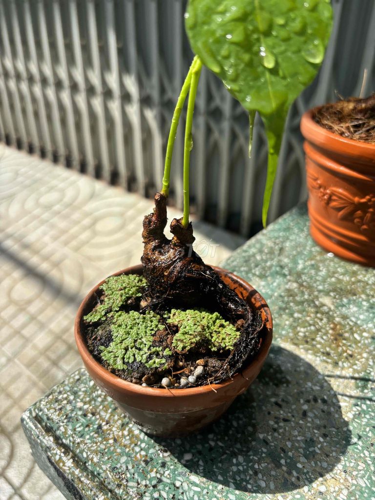 Cây bonsai mini bonsai bờ tưởng đồng giá. Mua bán Cây cảnh, đồ trang trí tại Quận Bình Tân Tp Hồ Chí Minh được đăng bởi Thuận Phát hình 1