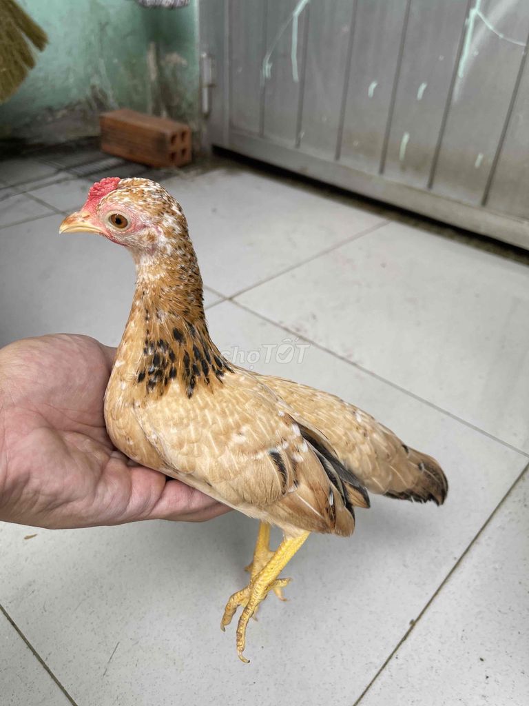 Mái Vàng bông 4 tháng. Mua bán Gà tại Quận 8 Tp Hồ Chí Minh được đăng bởi Thai Ga hình 1