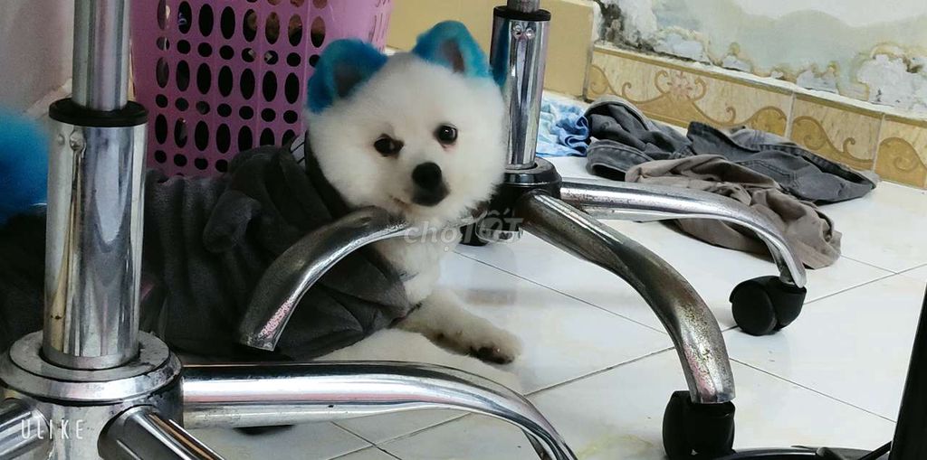 tìm chủ mới. Mua bán Chó tại Quận 1 Tp Hồ Chí Minh được đăng bởi Bé  hình 4