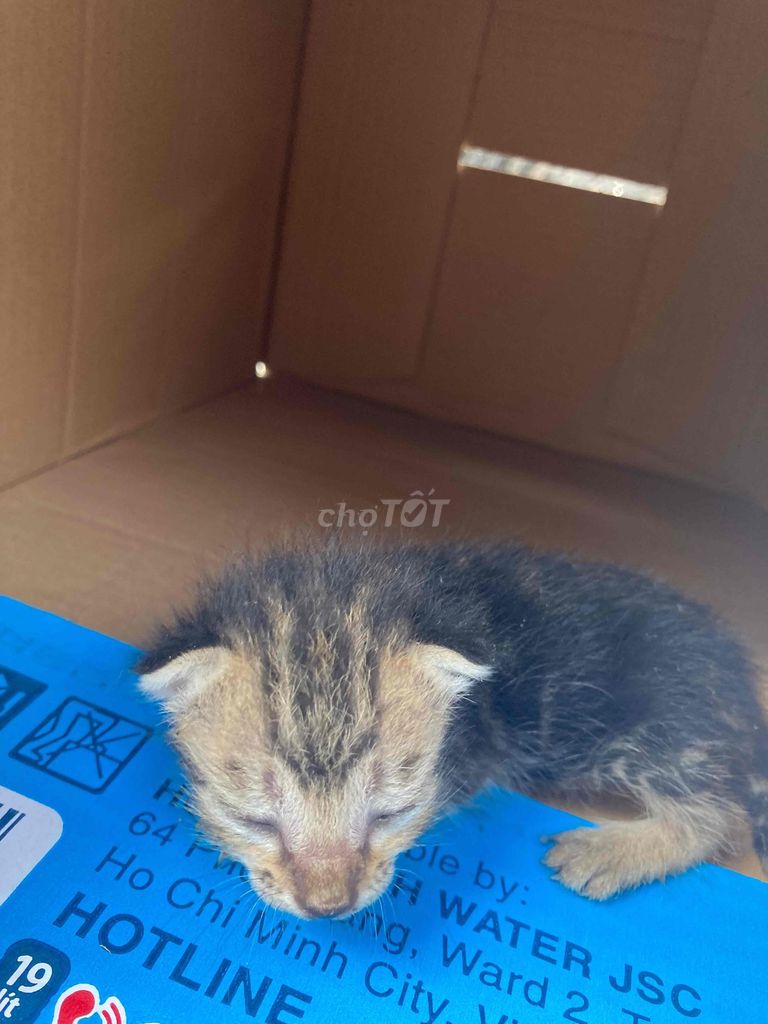 Cho tặng mèo con sọc mới sinh. Mua bán Mèo tại Quận Gò Vấp Tp Hồ Chí Minh được đăng bởi Tú hình 1
