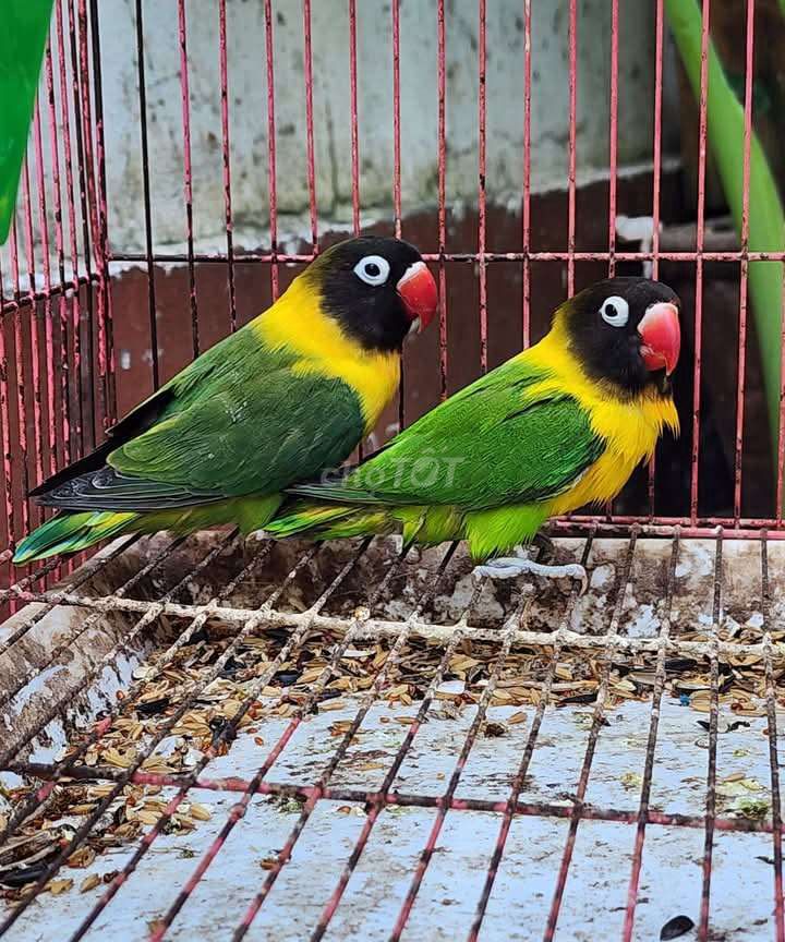 Cặp lovebird ss chuẩn trống mái