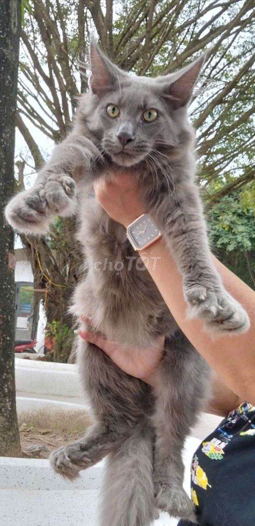 Siêu phẩm Mèo maine coon đực 4 tháng chân 6 móng. Mua bán Mèo tại Quận Cầu Giấy Hà Nội được đăng bởi Anh chung hình 1