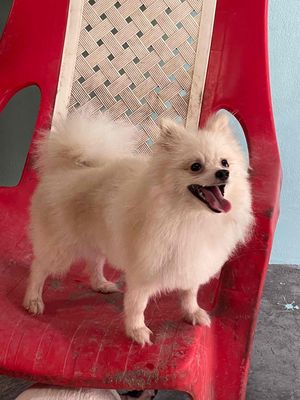 Fox Sóc Pom Thái giá rẻ. Mua bán Chó tại Thị xã Bình Minh Vĩnh Long được đăng bởi THIÊN PET 