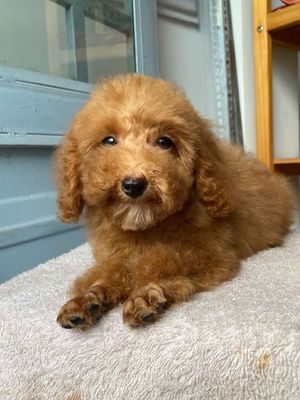 Gả 3 bé poodel tiny toy 2cái 1đực. Mua bán Chó tại Quận 8 Tp Hồ Chí Minh được đăng bởi Bé nhỏ mèo meo