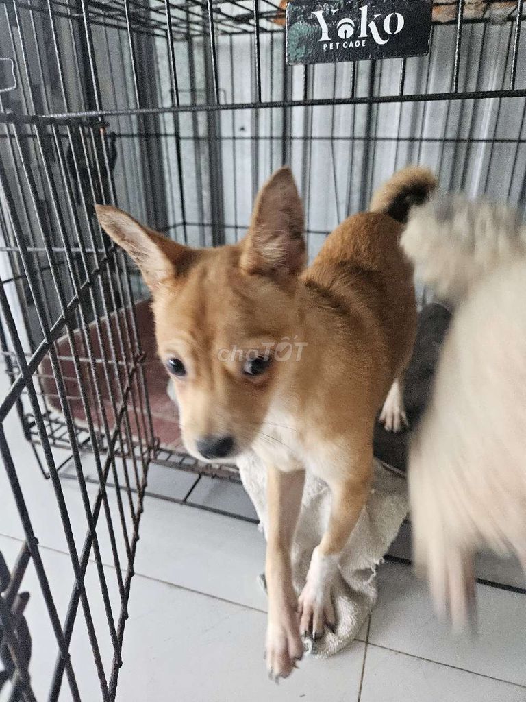 Chó Chihuahua lai Phốc Sóc Mini Cái. Mua bán Chó tại Huyện Châu Thành Kiên Giang được đăng bởi Nam le hình 1