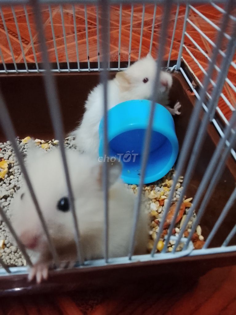 Chuột Bear đực 2 tháng trắng. Mua bán Thú cưng khác tại Huyện Long Thành Đồng Nai được đăng bởi Ngân Huệ hình 1