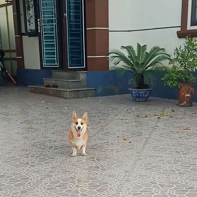 Bé corgi đực tìm ba mẹ yêu thương