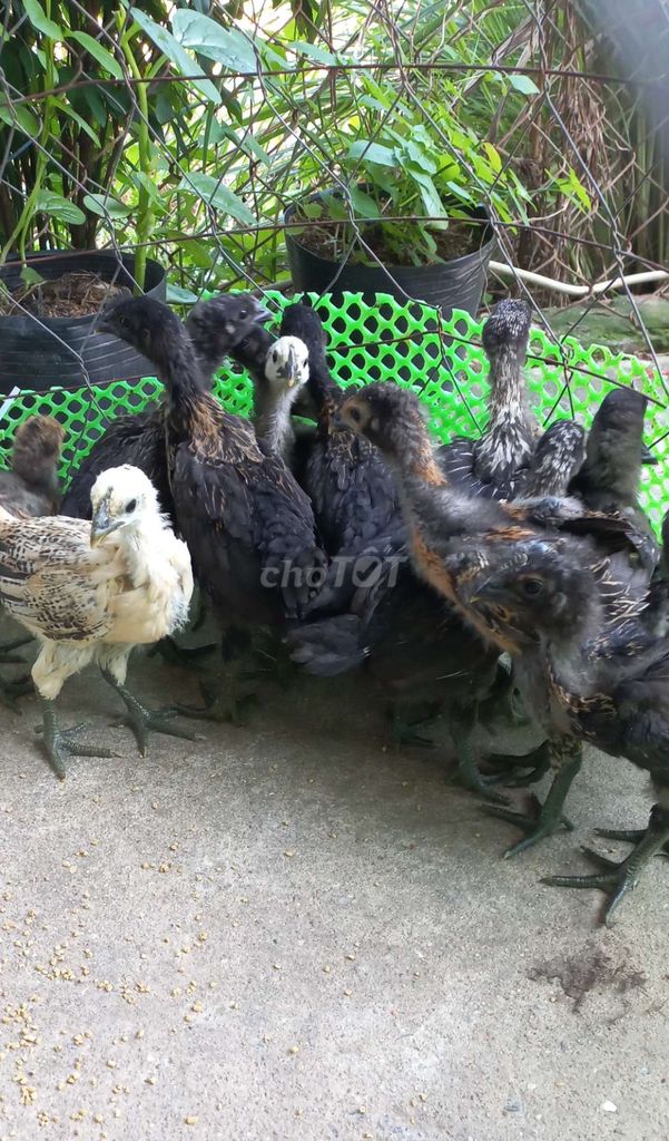 Gà Mong Con Đen, Trắng 2 bầy. Mua bán Gà tại Huyện Bàu Bàng Bình Dương được đăng bởi THANH LONG hình 1