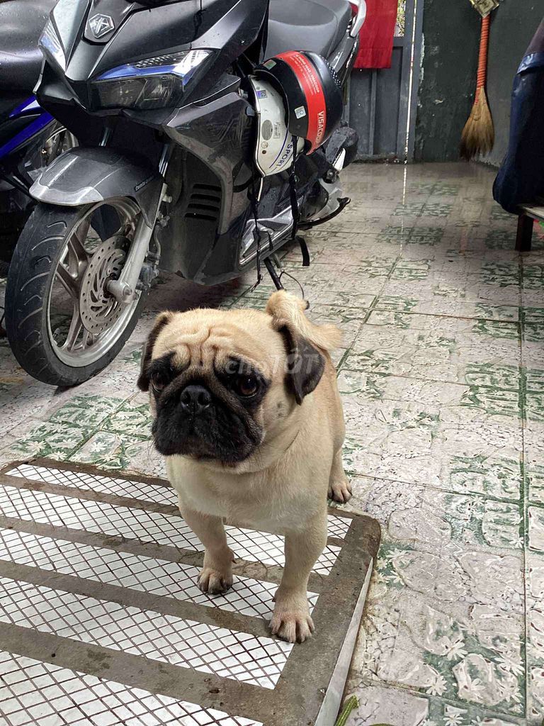 Chó pug đực mini. Mua bán Chó tại Huyện Hóc Môn Tp Hồ Chí Minh được đăng bởi phạm mẫn hình 1