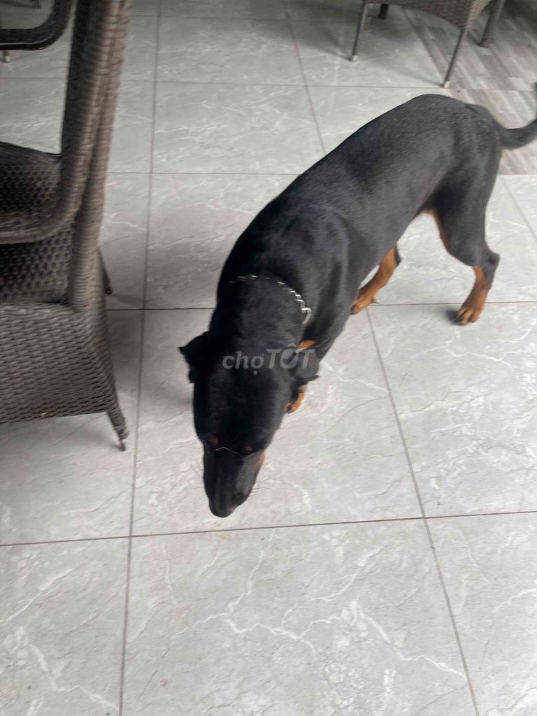 Chó. Mua bán Chó tại Thành phố Dĩ An Bình Dương được đăng bởi Lê Hồng Phúc hình 4