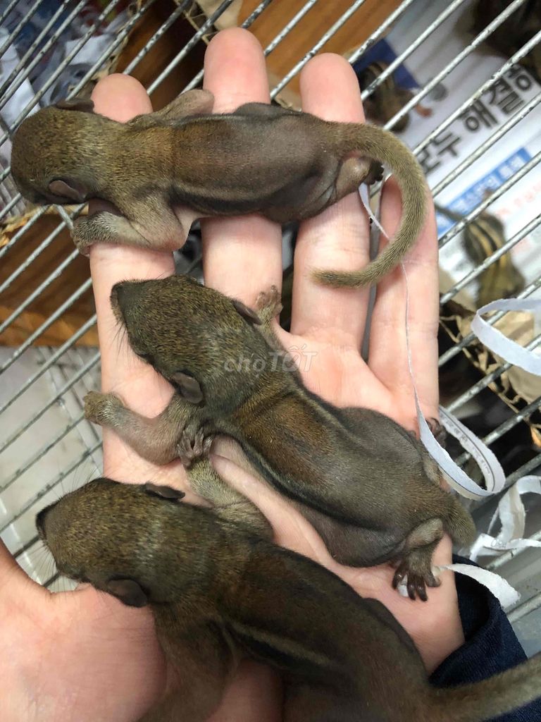 Sóc chuột đất Nâu. Mua bán Thú cưng khác tại Quận Tân Bình Tp Hồ Chí Minh được đăng bởi Vivo pet hình 1
