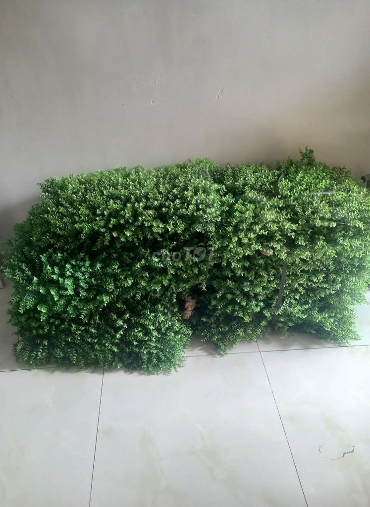 Thanh lý cỏ tai chuột 0606-0108. Mua bán Cây cảnh, đồ trang trí tại Quận Bình Tân Tp Hồ Chí Minh được đăng bởi Thành Luân hình 1