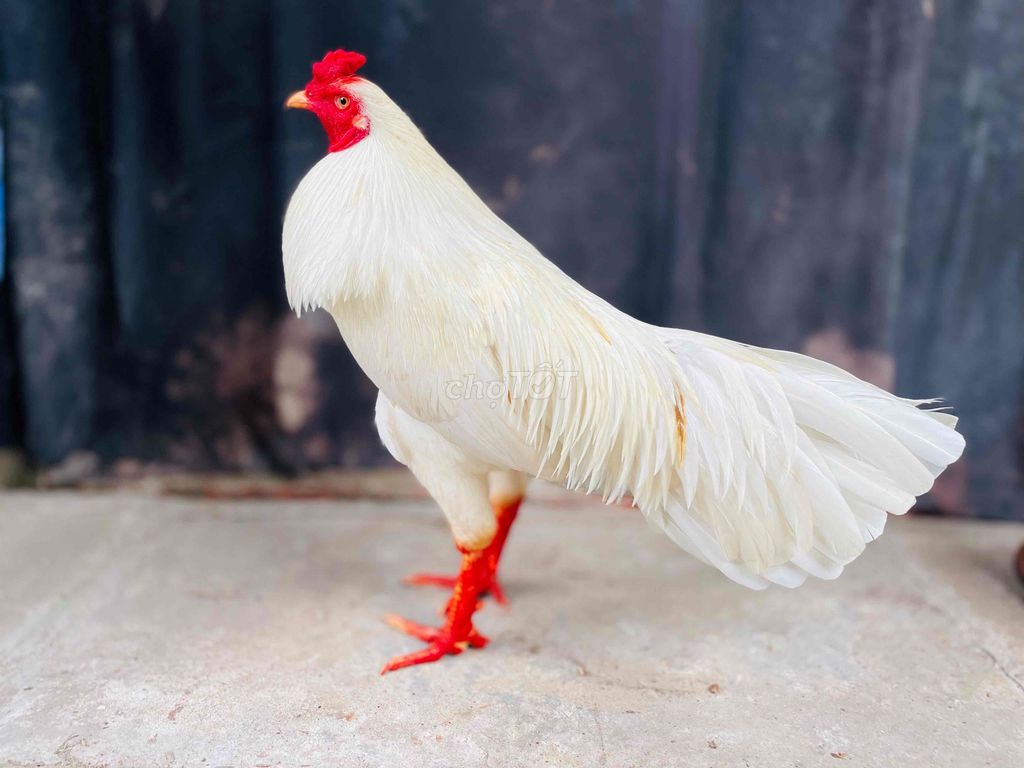 Gà Trắng 2.7kg. Mua bán Gà tại Thành phố Sa Đéc Đồng Tháp được đăng bởi Ht Gà  hình 1