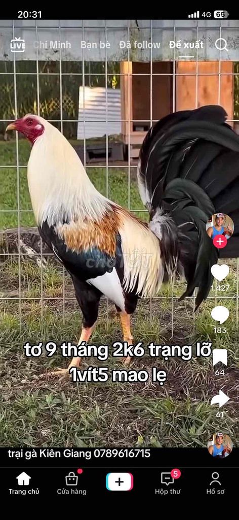 Gà kiểng trống 9 tháng. Mua bán Gà tại Quận 7 Tp Hồ Chí Minh được đăng bởi Thanh Thuận hình 1