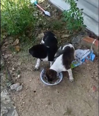 Chó con ₫ực Đen trắng, Nâu trắng cái 