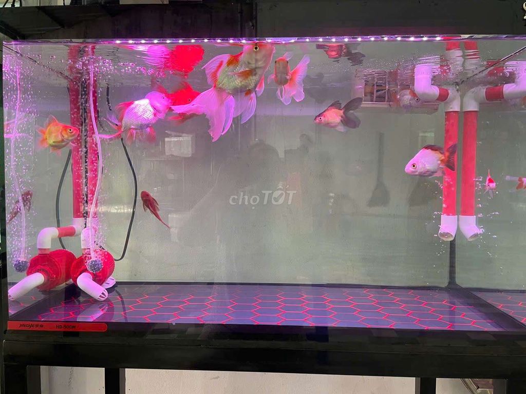Hồ cá cảnh 80x50 cm kính 5 ly rất mới. Mua bán Phụ kiện, Thức ăn, Dịch vụ tại Quận Bình Thuỷ Cần Thơ được đăng bởi Hòang hình 1
