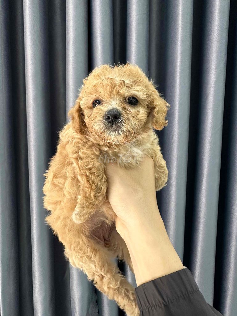 Chó Poodle nâu đất 1 tháng 10 ngày. Mua bán Chó tại Huyện Dương Minh Châu Tây Ninh được đăng bởi Nguyễn Chiêu Du hình 1