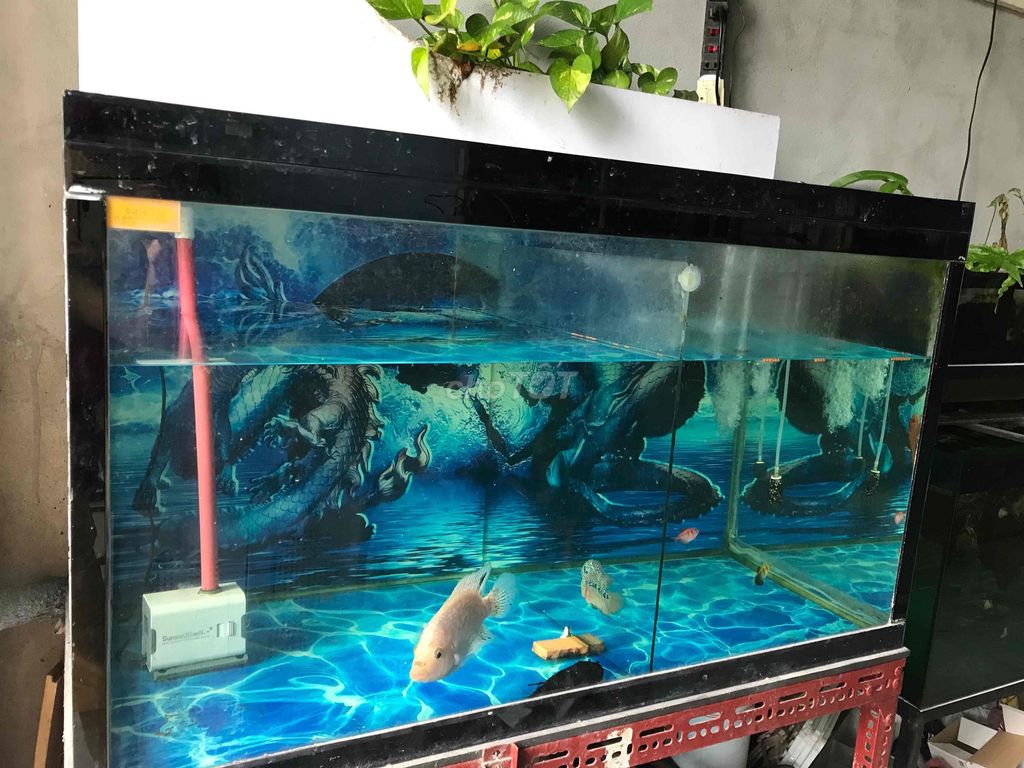 Bể cá cảnh Kính Đen Hiện đại. Mua bán Phụ kiện, Thức ăn, Dịch vụ tại Quận 8 Tp Hồ Chí Minh được đăng bởi Abc hình 1