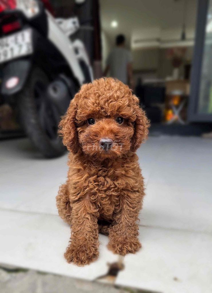 Chó Poodle Nâu đỏ. Mua bán Chó tại Quận Ninh Kiều Cần Thơ được đăng bởi Trại Cún Kiên Phạm hình 1