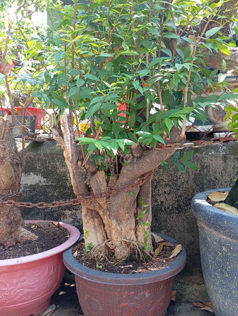 Mai chiếu thủy cổ thụ 70cm Thuần chậu. Mua bán Cây cảnh, đồ trang trí tại Huyện Nhơn Trạch Đồng Nai được đăng bởi Trung hình 1
