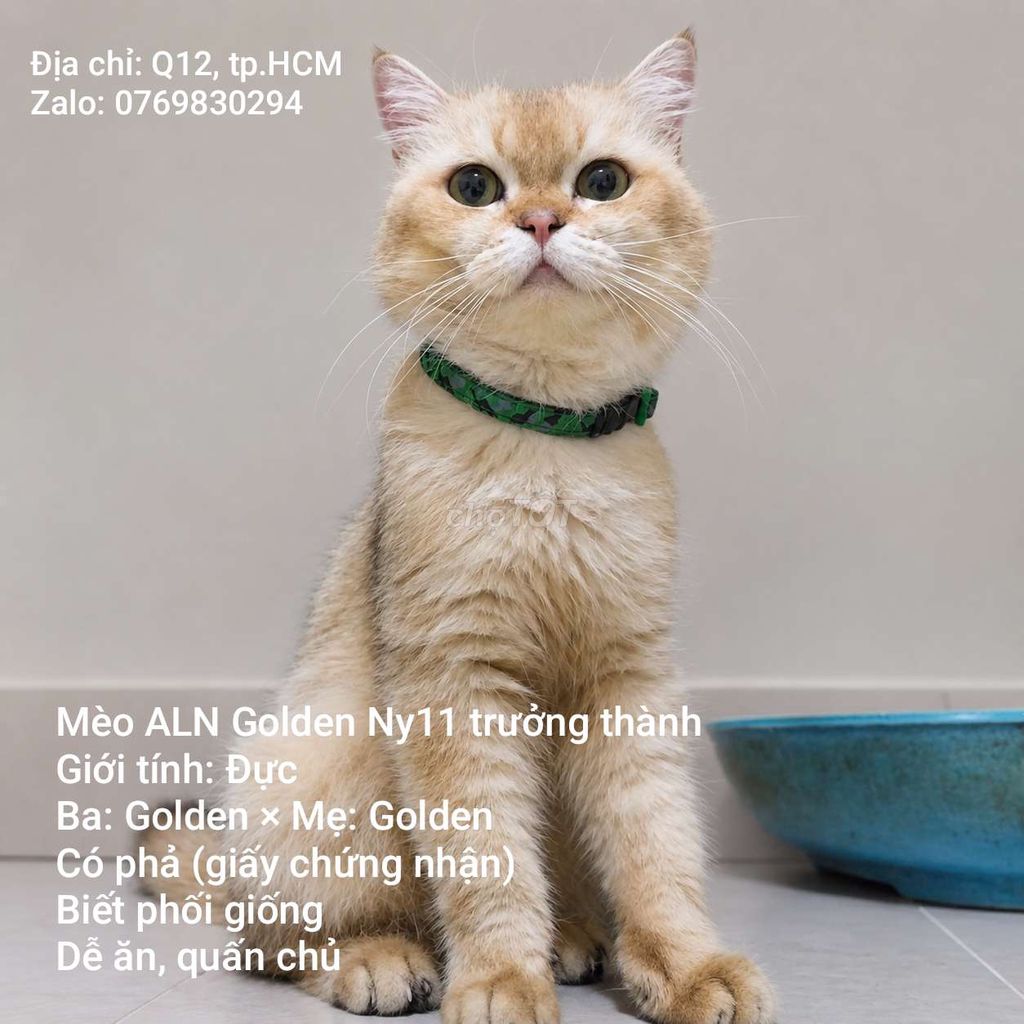 Mèo ALN con & trưởng thành ( đực, cái ), q12, HCM. Mua bán Mèo tại Quận 12 Tp Hồ Chí Minh được đăng bởi Mỹ Ngân hình 1