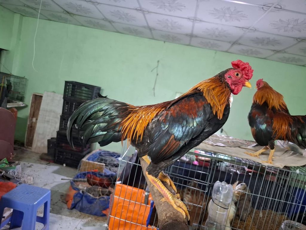 Gà tre đực Điều, chuối, mã lại. Mua bán Gà tại Thành phố Biên Hòa Đồng Nai được đăng bởi Ngô an khang hình 1