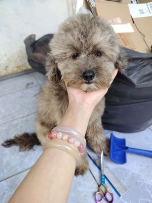 Chó Poodle đực 11 tháng