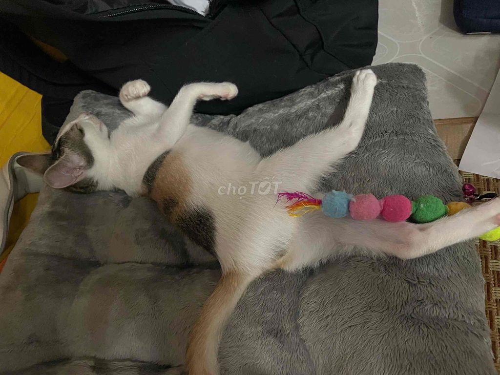 Tìm chủ yêu thương bé. Mua bán Mèo tại Quận 7 Tp Hồ Chí Minh được đăng bởi Ngoc Anh hình 2