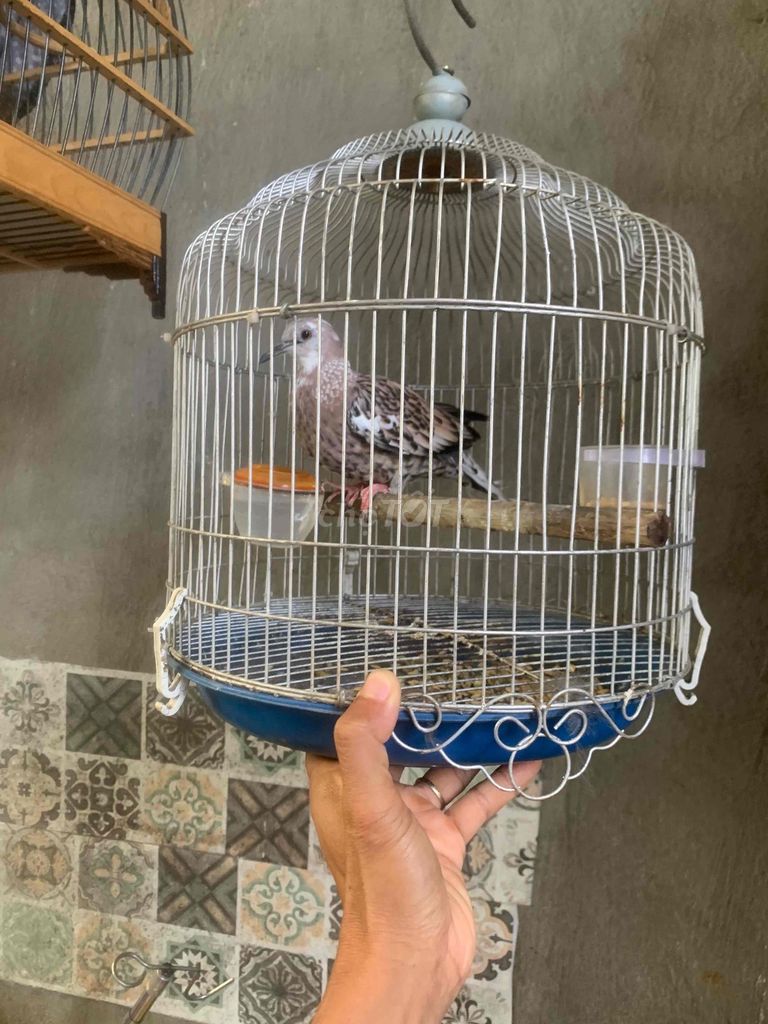 Chim cu gáy trống thái. Mua bán Chim tại Huyện Cư M'gar Đắk Lắk được đăng bởi Nam Nguyễn hình 1