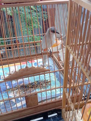 Chào mào mái xám trắng,rồng xanh nam mỹ ăn rau củ. Mua bán Chim tại Huyện Bình Chánh Tp Hồ Chí Minh được đăng bởi Thành Ban