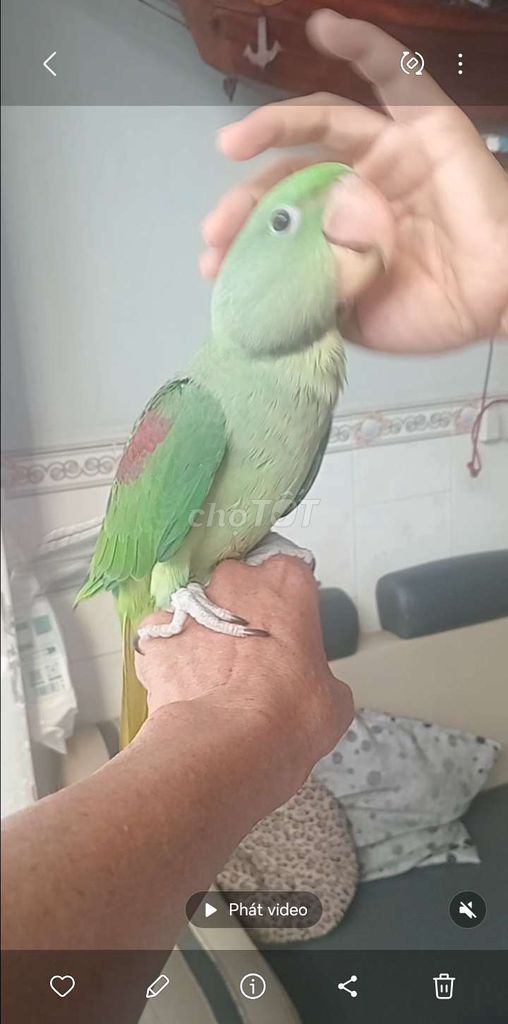 Chim cảnh màu Xanh lá. Mua bán Chim tại Huyện Hóc Môn Tp Hồ Chí Minh được đăng bởi Như Lê hình 1