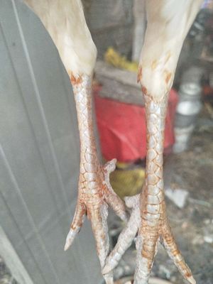 Mái mỹ f1 có ai thích không. Mua bán Gà tại Huyện Hóc Môn Tp Hồ Chí Minh được đăng bởi Gà Á Hóc Môn