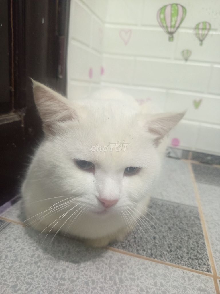 E về quê Tìm nhà mới yêu thương chăm sóc cho bé. Mua bán Mèo tại Thành phố Đà Lạt Lâm Đồng được đăng bởi havanchien hình 1