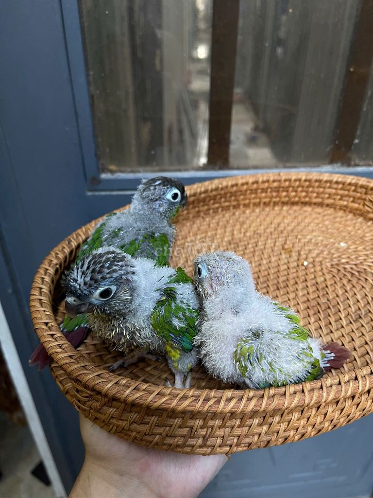 Vẹt Green Cheek Conure Non. Mua bán Chim tại Quận Sơn Trà Đà Nẵng được đăng bởi Vu Nguyen hình 1