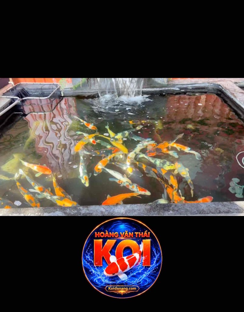 Cá Koi F1 đẹp khoẻ uy tín tại Đà Nẵng. Mua bán Thú cưng khác tại Quận Liên Chiểu Đà Nẵng được đăng bởi Trại cá KOI Hoàng Văn Thái hình 1