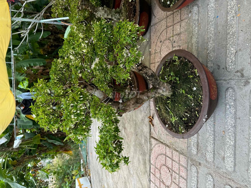 Xả cây 29 tết Bonsai Mai chiếu thuỷ