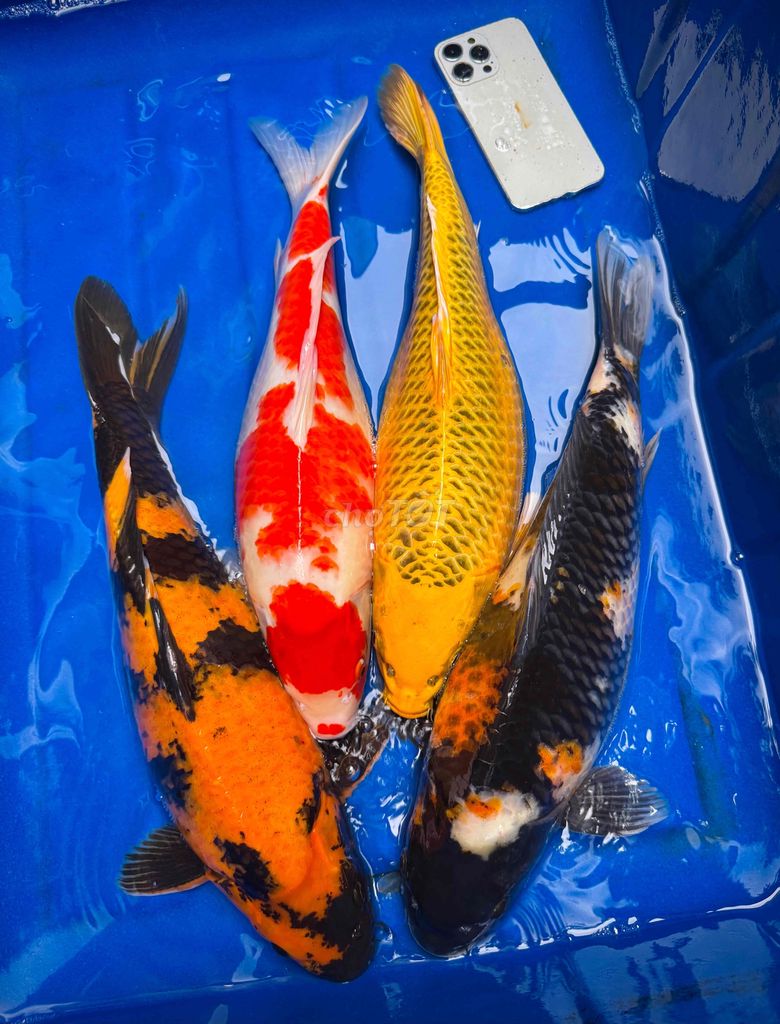 Cá KOI F1 size hàng khủng 50cm