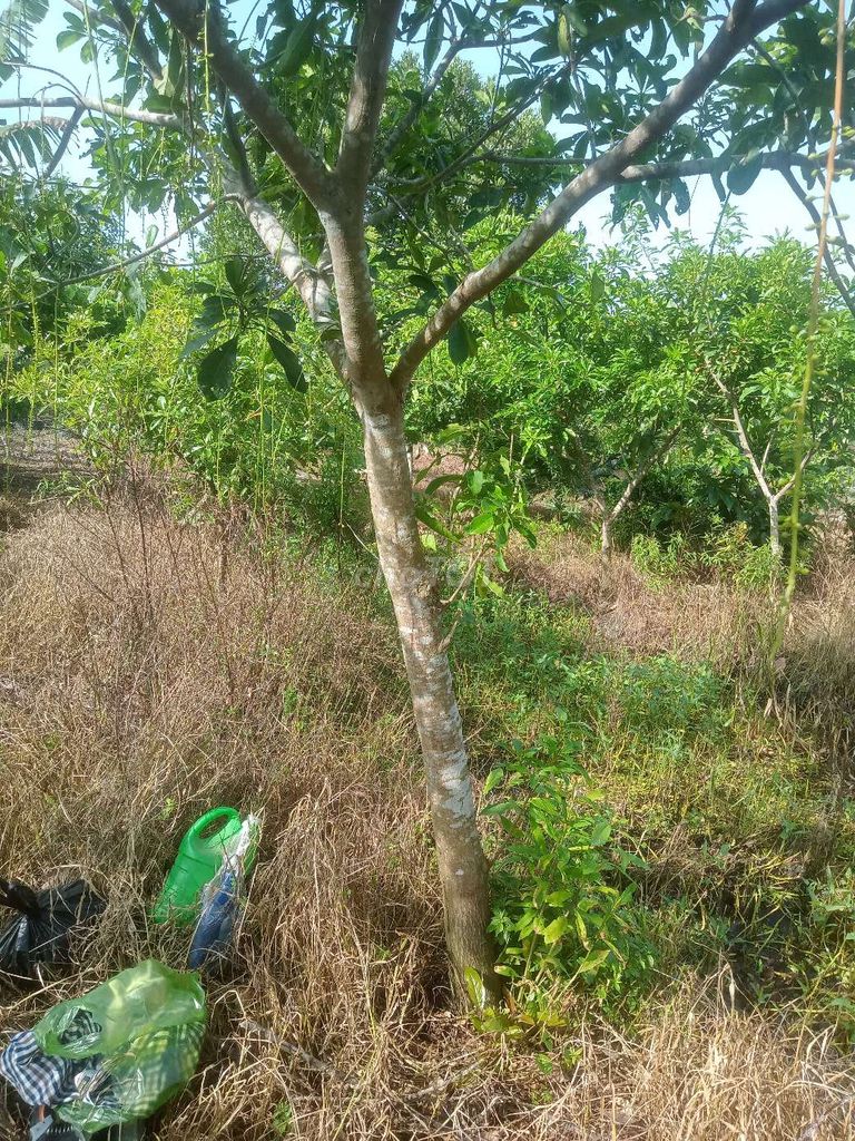 Lộc vừng. Mua bán Cây cảnh, đồ trang trí tại Huyện Châu Thành Đồng Tháp được đăng bởi  hiền nth hình 5