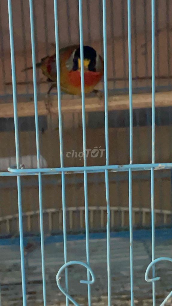 Cặp ngũ sắc ss. Mua bán Chim tại Quận Bình Thạnh Tp Hồ Chí Minh được đăng bởi heri hình 1