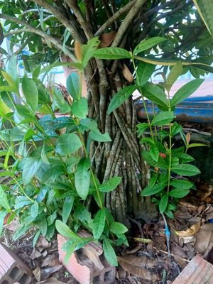 Bán cây bông trang 🌲. Mua bán Cây cảnh, đồ trang trí tại Huyện Lấp Vò Đồng Tháp được đăng bởi Lê Hoàng Tây