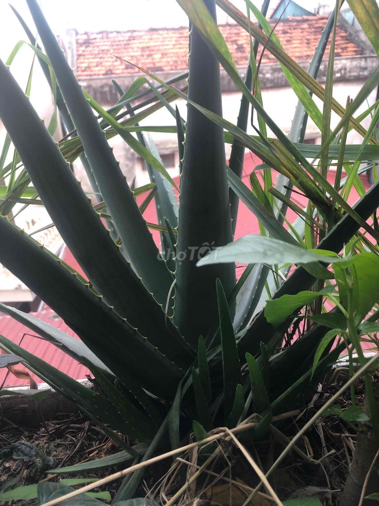 Cây cảnh Nha đam Xanh lá. Mua bán Cây cảnh, đồ trang trí tại Huyện Đan Phượng Hà Nội được đăng bởi Hào hình 1