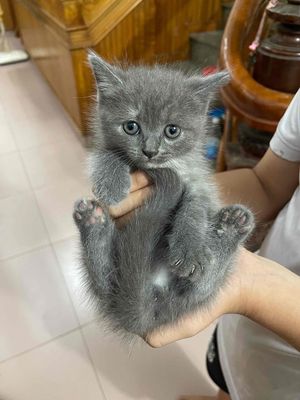 MÈO ANH LÔNG NGẮN. Mua bán Mèo tại Huyện Mai Sơn Sơn La được đăng bởi Nguyễn Khánh Huyền