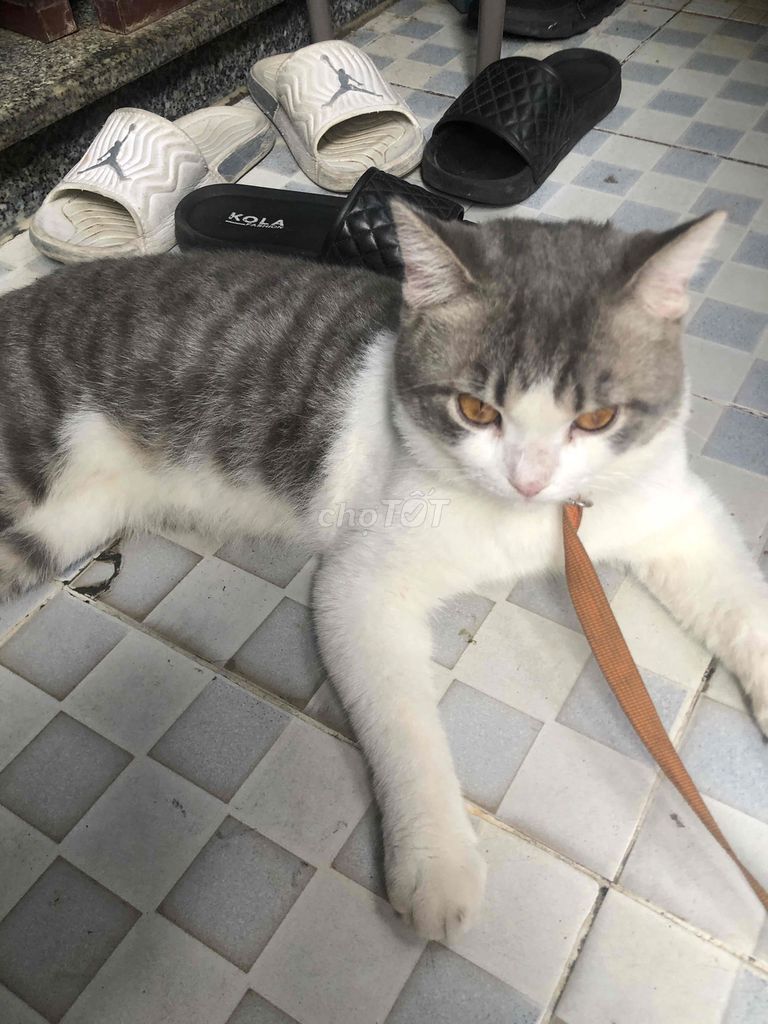 Sàn cầu bung bật luôn lồng. Mua bán Chim tại Quận 10 Tp Hồ Chí Minh được đăng bởi Chim cảnh Trường Sinh Nguyễn chuyên chào mào  hình 1