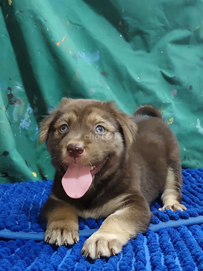 Alaska lai socola cặp mắt xanh ngọc mũi hồng. Mua bán Chó tại Quận Bình Tân Tp Hồ Chí Minh được đăng bởi Nguyễn Hằng hình 1