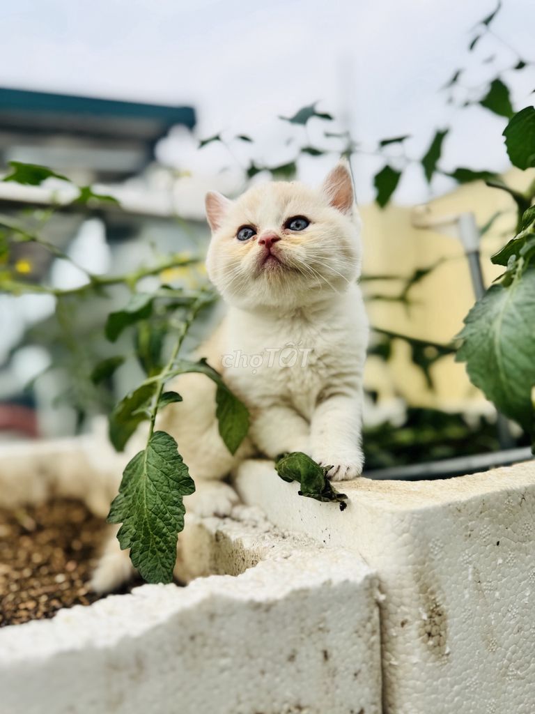 Mèo Anh lông ngắn nhiều màu. Mua bán Mèo tại Quận Bắc Từ Liêm Hà Nội được đăng bởi Minh Tâm BĐS Hà Nội hình 1